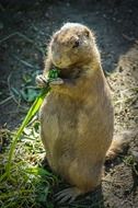 cute small prairie dog