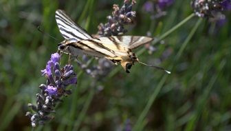 macro view of Butterfly on lavender flowers