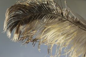 ostrich feather close up