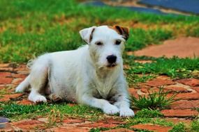 parson 'jack russell lies on the lawn