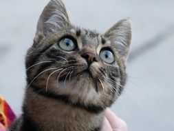 Picture of Curious cat