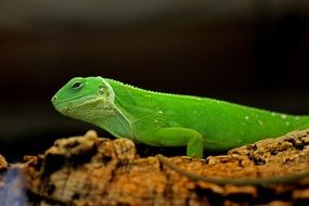 Green Iguana