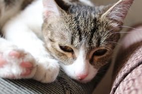 kitten on the couch