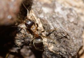 black ant on the stone