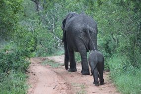 big elephant and baby elephant in north africa