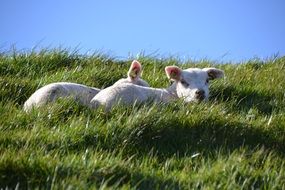 two white lambs on a green lawn