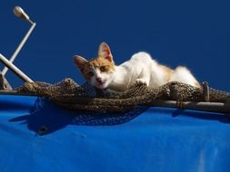Cute Feline