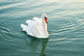 Beautiful white charming swan on the water