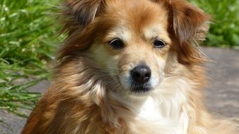 Colorful, beautiful and cute lapdog near the green bush