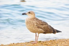 Picture of the seagull on a beach