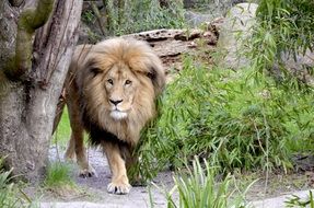 big lion near the tree