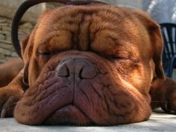 sleeping brown dog with big snout close up