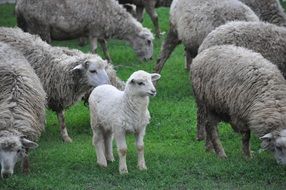 lamb on a farm among sheep