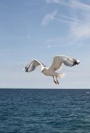 free seagull flying over the sea