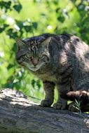 Scottish Cat on a blurred background