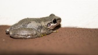 frog on the ground near a white wall