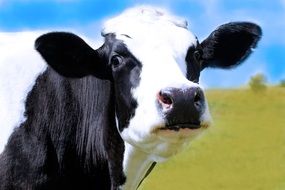 black and white Cow Head close up