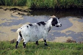 black and white goat on the farm