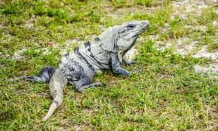 iguana on the grass