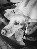Dog Pet Lazy b&w portrait