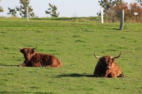 resting oxen on the pasture
