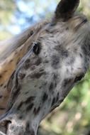 spotted horse head