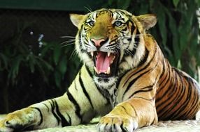 big snarling tiger in thailand