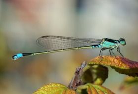 female Dragonfly, Senegal Pechlibelle, macro