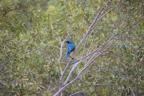 blue bird on branch in africa