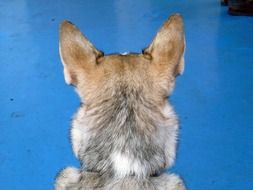 Dog, back view