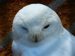 mystical snowy owl