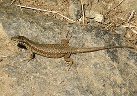 camouflaged lizard resting on the stone