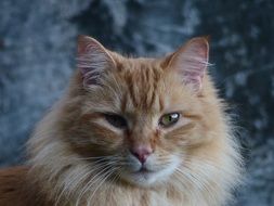 portrait of red fluffy cat