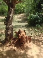 termites near a tree in Sri Lanka