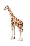 Photo of a giraffe on a white background