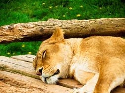 lion sleeps in nature