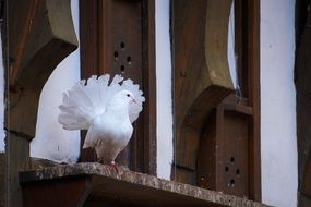 white dove on a wooden step