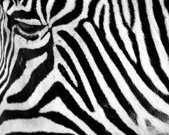 black white drawing zebra fur