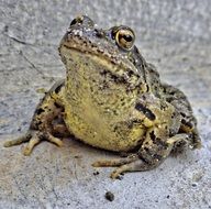 Toad Frog portrait