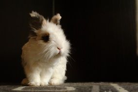 homemade fluffy rabbit