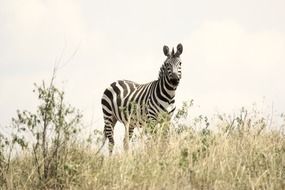 beautiful black and white zebra among the plants in the wild