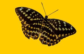 striped butterfly on a yellow background