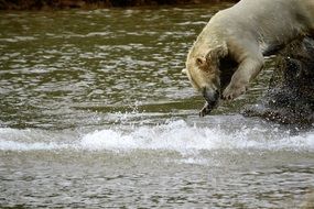 polar bear splashing in water