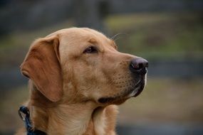 red Labrador, head close-up on blurred background