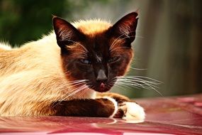 reclining siamese cat on the car