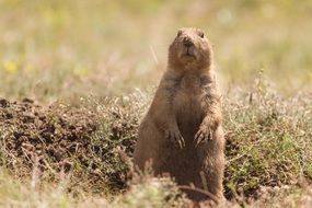 cute beautiful Prairie Dog