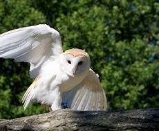 Barn owl in wildlife