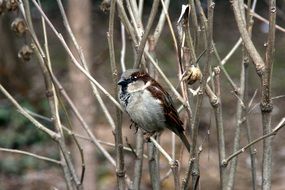 a sparrow sitting on a tree