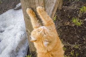 Sharpening claws on the wood