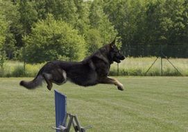 German Shepherd Jumping